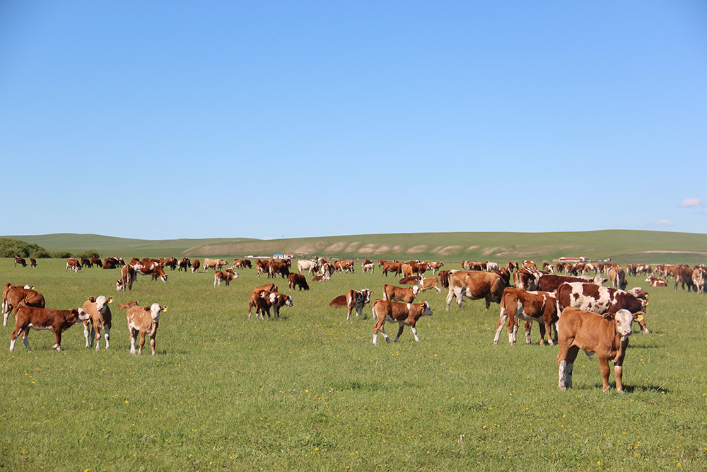 乌拉盖草原上的“华西牛”