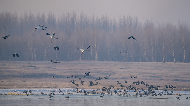 白鹤、天鹅、苍鹭、鸿雁、赤麻鸭等十余种珍稀鸟类陆续抵达。